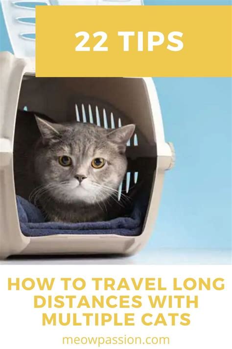 how to travel long distance with a cat